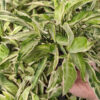 Starlite Arrowhead Plant (syngonium podophyllum in 4” pot)