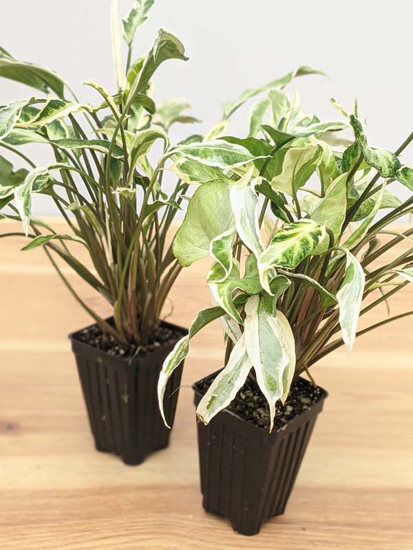 Starlite Arrowhead Plant (syngonium podophyllum in 2x3″ pot) - Image 3