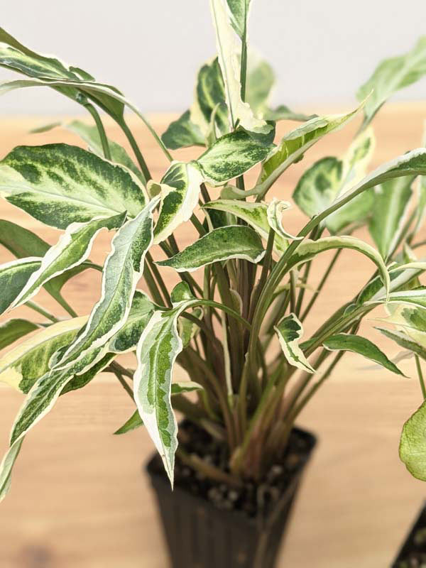 Starlite Arrowhead Plant (syngonium podophyllum in 2x3″ pot) - Image 4