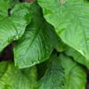 Syngonium Steyermarkii Happy Hands Plant in 3x2″ pot