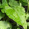 Lg. Syngonium Steyermarkii Happy Hands Plant in 4″ pot