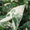 White Knight Albo Variegata Arrowhead Plant (syngonium  in 4” pot)