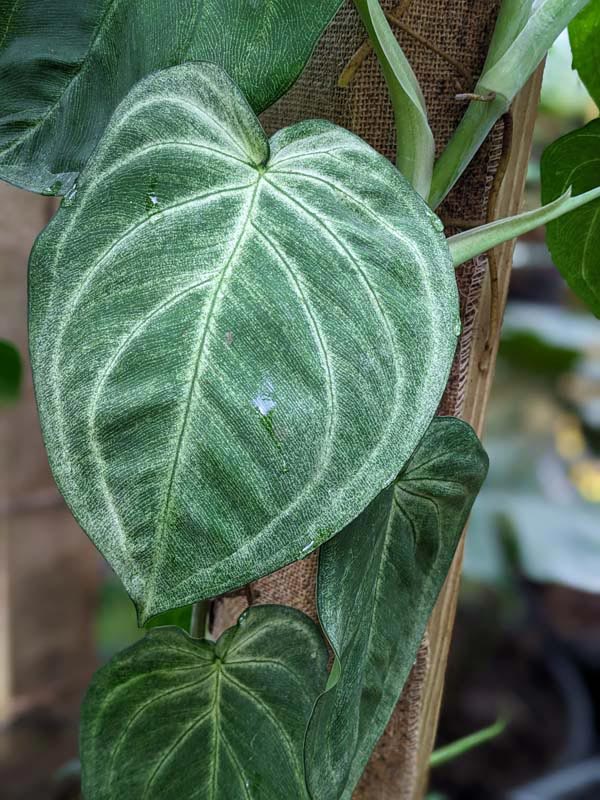 Winter Frost, Frosted Heart Arrowhead Plant (syngonium macrophyllum) - Image 6