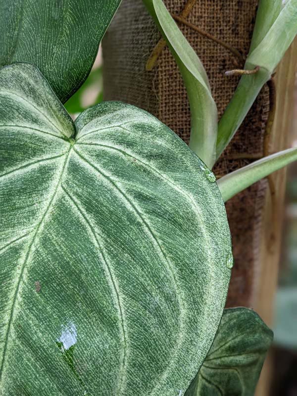Winter Frost, Frosted Heart Arrowhead Plant (syngonium macrophyllum) - Image 3