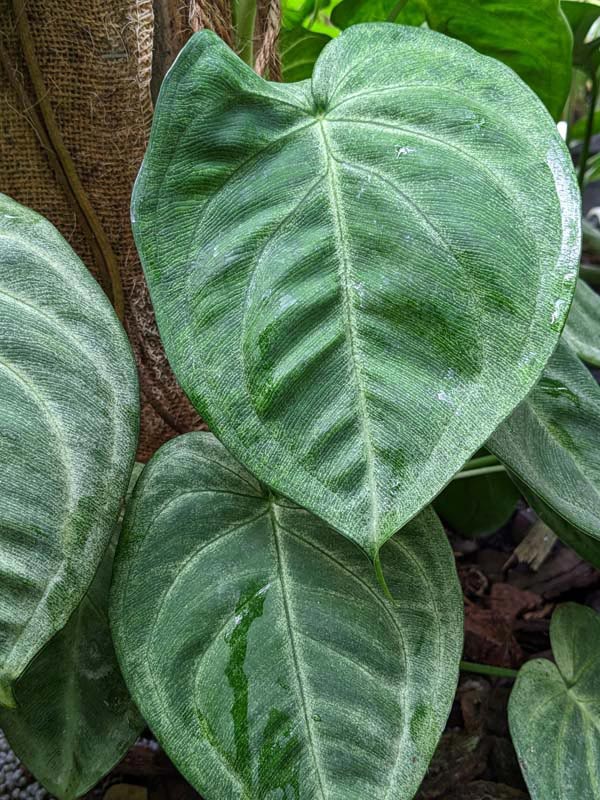 Winter Frost, Frosted Heart Arrowhead Plant (syngonium macrophyllum) - Image 4
