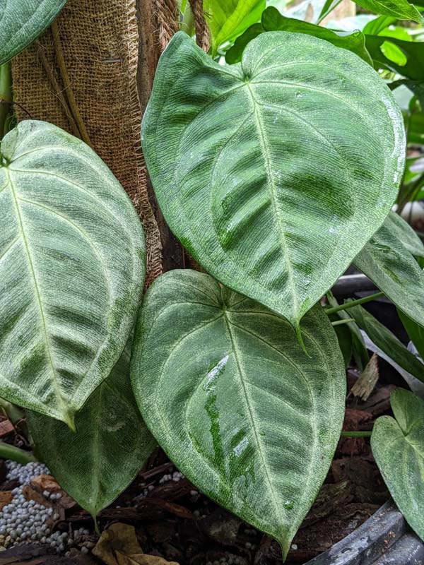 Winter Frost, Frosted Heart Arrowhead Plant (syngonium macrophyllum)