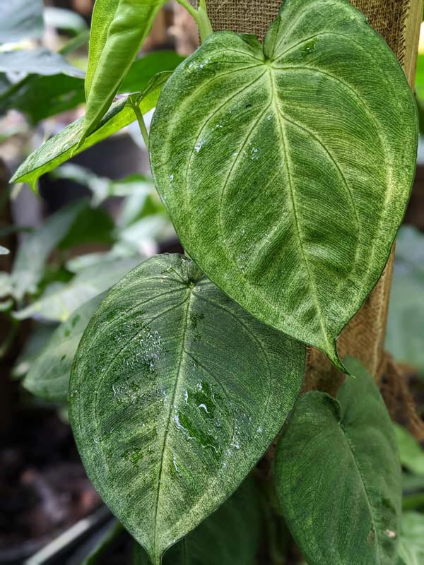 Winter Frost, Frosted Heart Arrowhead Plant (syngonium macrophyllum) - Image 2