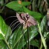 Black Bat Flower Tacca Chantrieri Plant in 2x2x3" pot