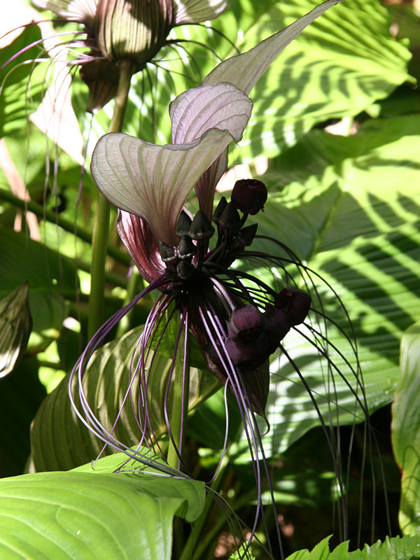 White Bat Flower Tacca Integrifolia in 2x2x7" Pot - Image 2