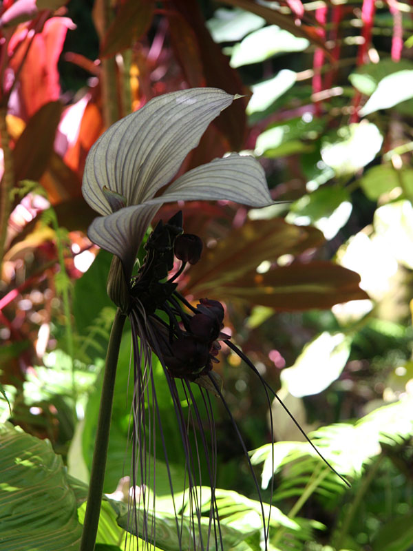 White Bat Flower Tacca Integrifolia in 2x2x7" Pot - Image 3