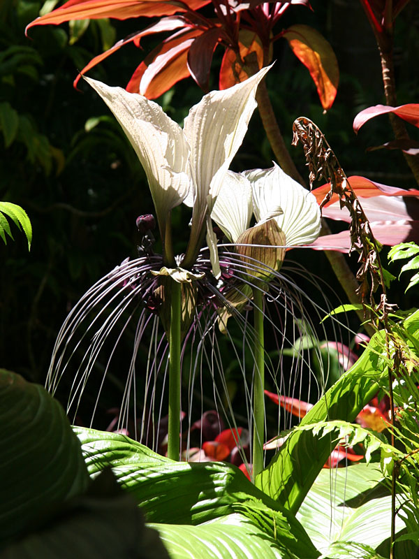 White Bat Flower Tacca Integrifolia in 2x2x7" Pot - Image 4