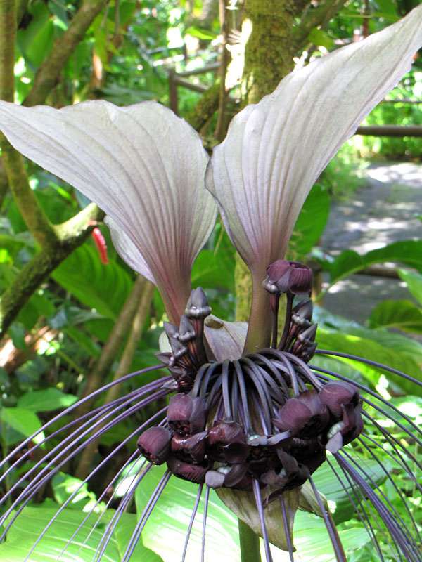 White Bat Flower Tacca Integrifolia in 2x2x7" Pot