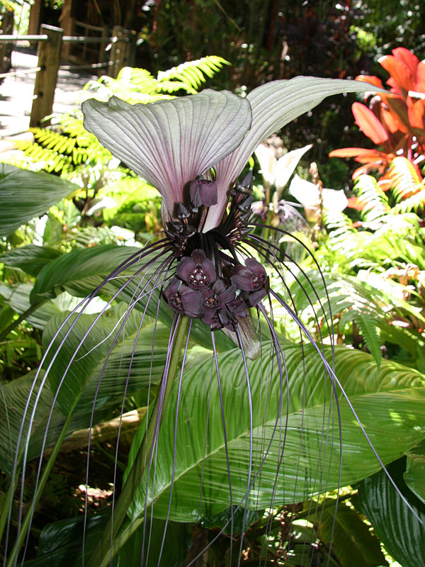 White Bat Flower Tacca Integrifolia in 2x2x7" Pot - Image 5