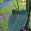 Lg. Xanthosoma Atrovirens Blue Giant Elephant Ear Plant in 4” pot