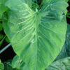 Lg. Xanthosoma Lineatum Mutantt Elephant Ear Plant in 4” pot