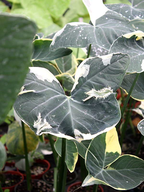 Lg. Xanthosoma Albo Marginata Mighty Mouse Elephant Ear in 4” pot