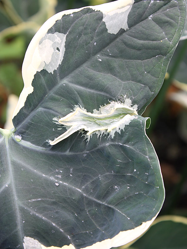 Lg. Xanthosoma Albo Marginata Mighty Mouse Elephant Ear in 4” pot - Image 8