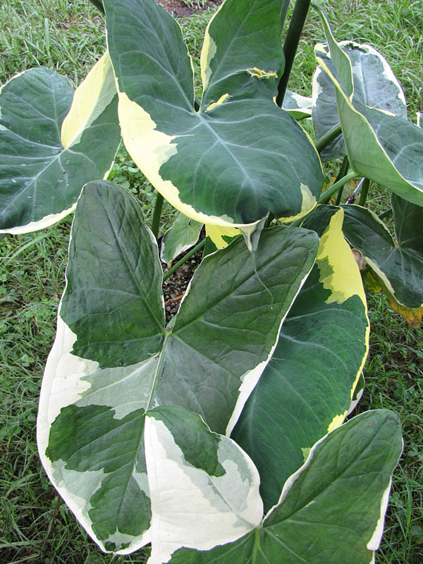 Lg. Xanthosoma Albo Marginata Mighty Mouse Elephant Ear in 4” pot - Image 7