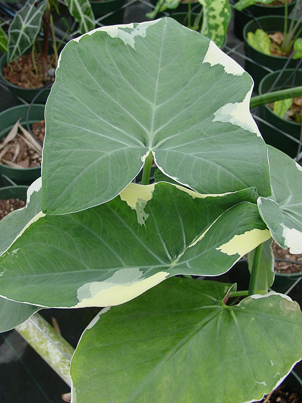 Lg. Xanthosoma Albo Marginata Mighty Mouse Elephant Ear in 4” pot - Image 5