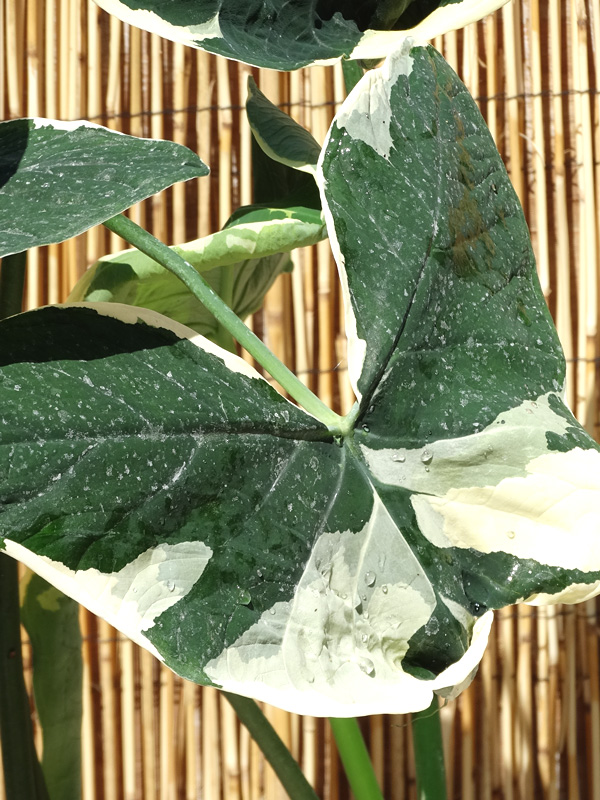 Lg. Xanthosoma Albo Marginata Mighty Mouse Elephant Ear in 4” pot - Image 6