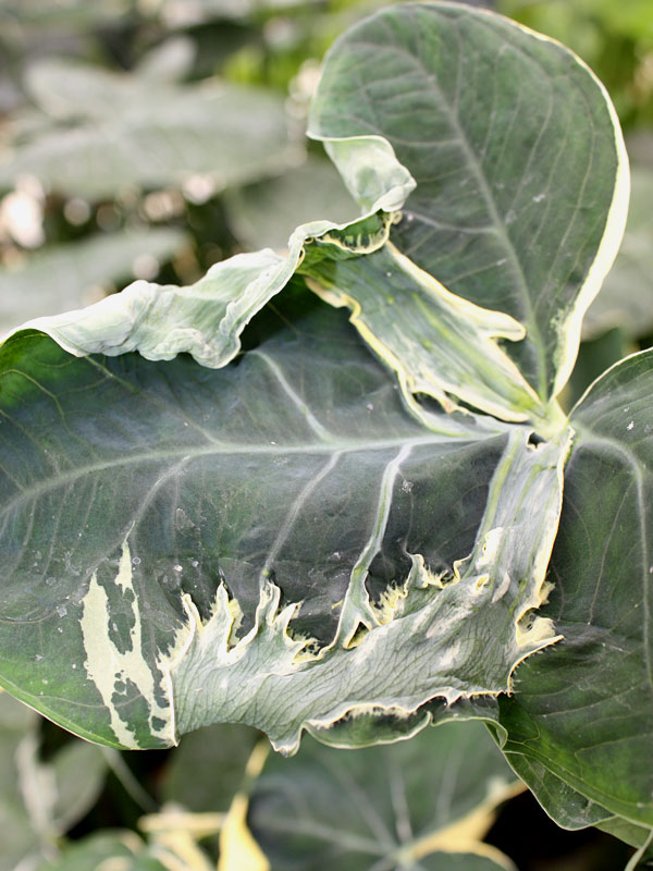 Lg. Xanthosoma Albo Marginata Mighty Mouse Elephant Ear in 4” pot - Image 2