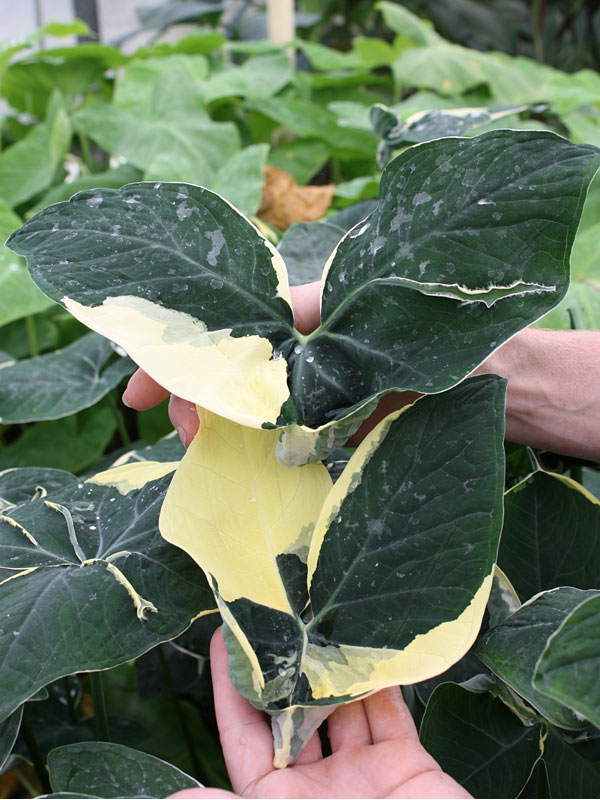 Lg. Xanthosoma Albo Marginata Mighty Mouse Elephant Ear in 4” pot - Image 4