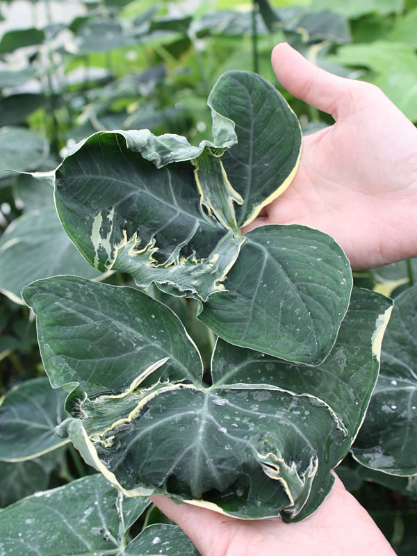 Lg. Xanthosoma Albo Marginata Mighty Mouse Elephant Ear in 4” pot - Image 3