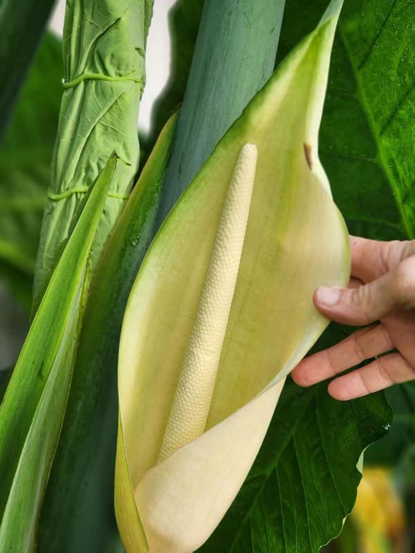 Lg. Xanthosoma Sagittifolium Tahitian Giant Elephant Ear Plant in 4” pot - Image 6