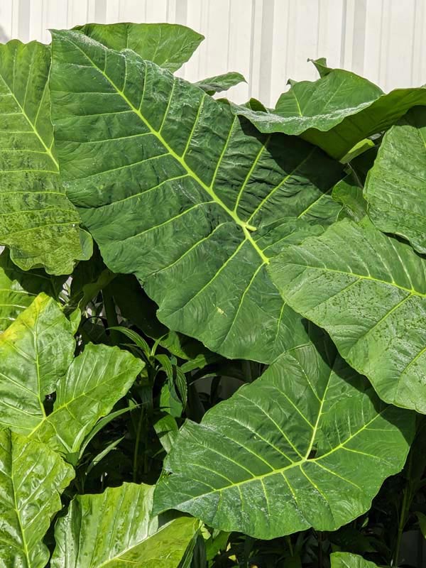 Lg. Xanthosoma Sagittifolium Tahitian Giant Elephant Ear Plant in 4” pot