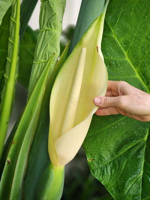 Lg. Xanthosoma Sagittifolium Tahitian Giant Elephant Ear Plant in 4” pot - Image 2