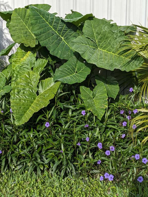 Lg. Xanthosoma Sagittifolium Tahitian Giant Elephant Ear Plant in 4” pot - Image 4