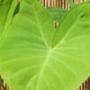 Lg. Xanthosoma Tropic Key West Lime Elephant Ear Plant in 4” pot