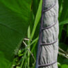 Lg. Xanthosoma Violaceum Violet Giant Elephant Ear Plant in 4” pot