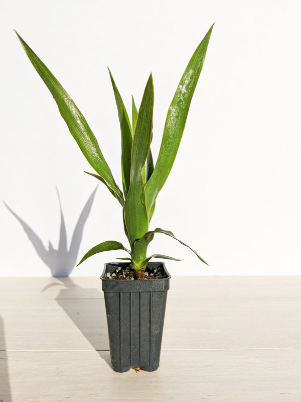 Canary Island Dragon Tree (dracaena draco in 2x2x3″ pot) - Image 4