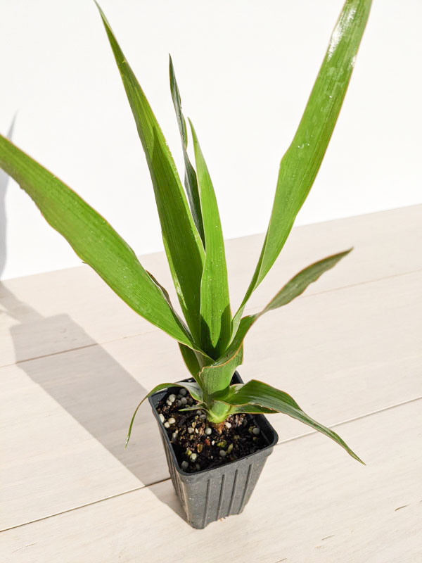 Canary Island Dragon Tree (dracaena draco in 2x2x3″ pot) - Image 5