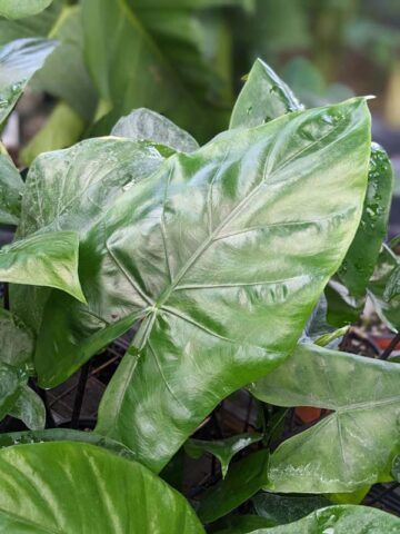 Lg. Alocasia Black Star Elephant Ear Plant in 4” pot