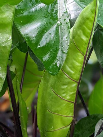 Alternative view of Lg. Alocasia Black Star Elephant Ear Plant in 4” pot