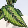 Beauty Star Calathea (companion plant 2x2x3″ pot)
