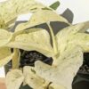 Monstera Adansonii Laniata Mint Variegated