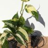 Monstera Adansonii Laniata Variegated