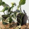 Lg. Monstera Adansonii Laniata Variegated