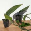 Monstera Barrieri Plant
