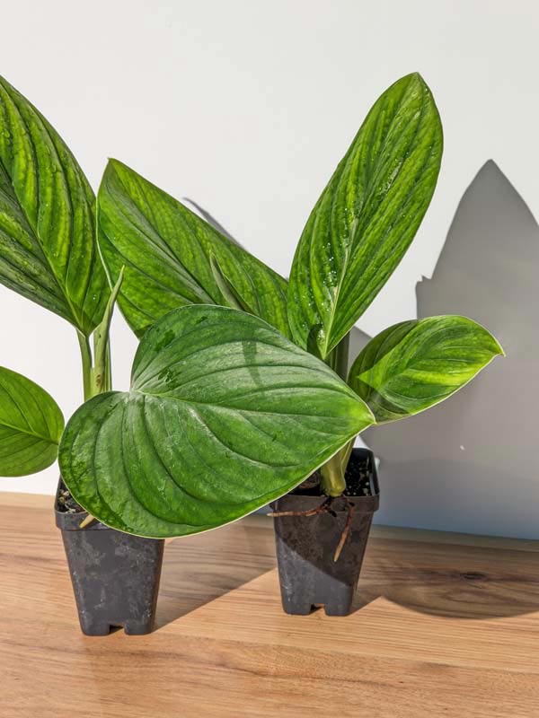 Monstera Ivan Norte Plant - Image 5