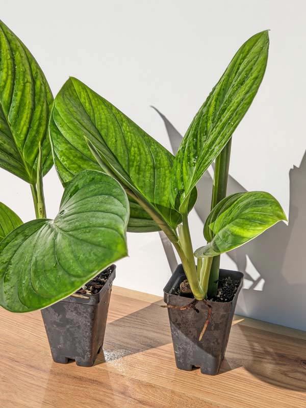 Monstera Ivan Norte Plant - Image 4