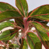 Brain Freeze Aglaonema Plant (aglaonema favonian in 4″ pot)