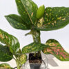 Pink Horizon Aglaonema Plant (aglaonema siam aurora in 2x3″ pot)