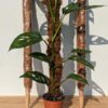 2 Stackable Coco Grow Poles 23 (inches tall)