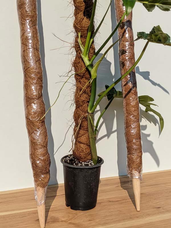 2 Stackable Coco Grow Poles 34 (inches tall) - Image 2