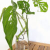 The Vine 12 - Rooting Vessel