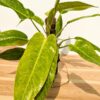 GIANT CLONE Philodendron Calkins Gold Plant in 4” pot (Actual Plant First Photos)